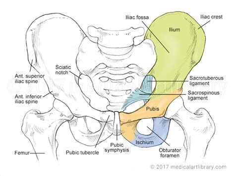 Bones of the Pelvis - Medical Art Library