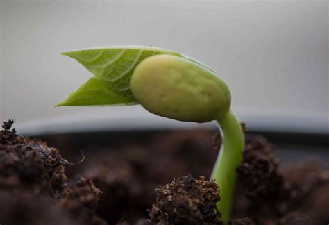 First Seed Plants