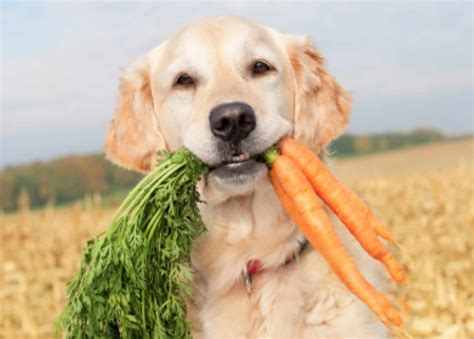 Can Dogs Eat Carrots? - 5 Health Benefits & Side Effects