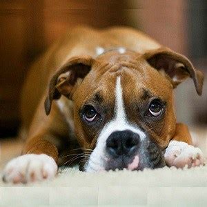 Boxer Dog Facts - 18 Facts about Boxer Dogs | Facts.net