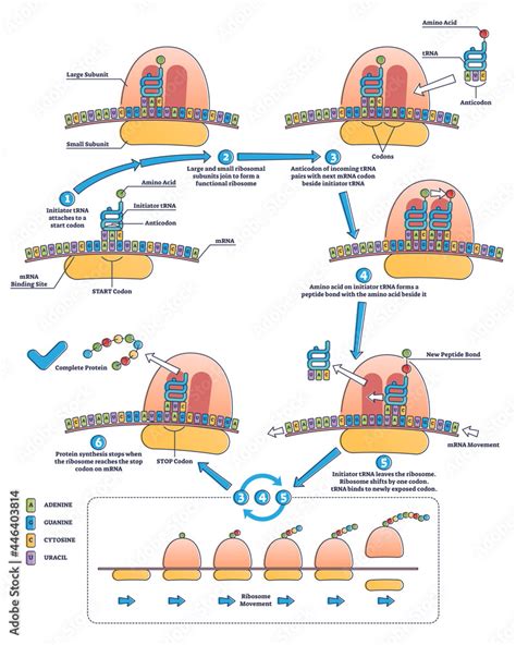 RNA translation as process of transcription of DNA to RNA outline diagram. Labeled educational ...