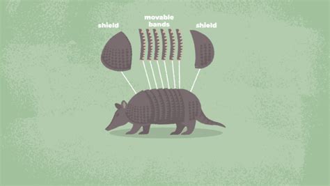 Armadillo Facts for Kids | IUCN SSC Anteater, Sloth and Armadillo ...