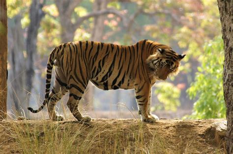 Central and West India Tiger Safari Tour Packages