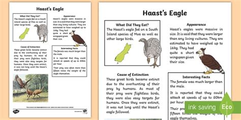 NZ Extinct Birds - Haast’s Eagle Fact Sheet - Twinkl