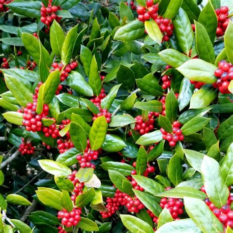 Ilex cornuta, Chinese Holly - uploaded by @PoppySMoonflower