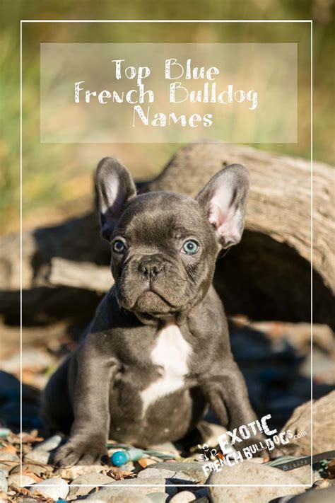 top-blue-french-bulldog-names - Exotic French Bulldogs