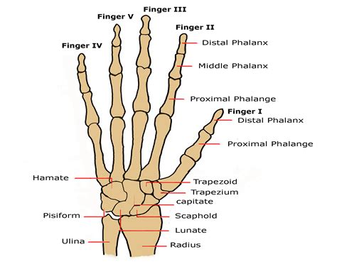 posterior view of a human wrist & hand | Human body anatomy, Anatomy ...