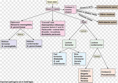 Gram Positive Bacteria Flow Chart