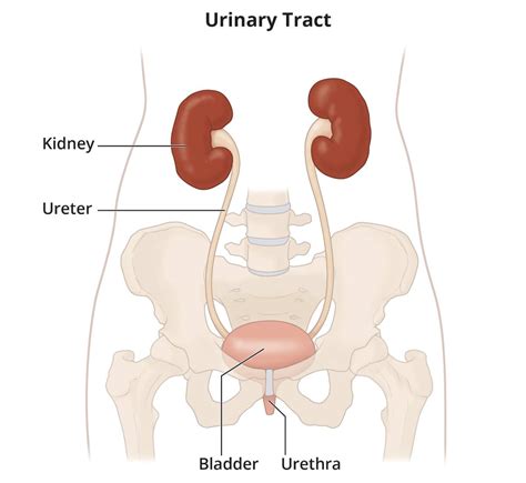 Kidney Anatomy Location