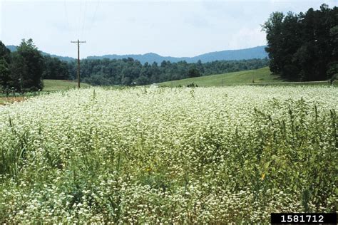 buckwheat (Fagopyrum esculentum)