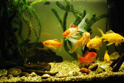 Fish tank GIF - Find on GIFER