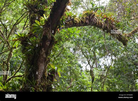 Epiphytes, including Bromeliads, growing on limbs and trunks of trees ...