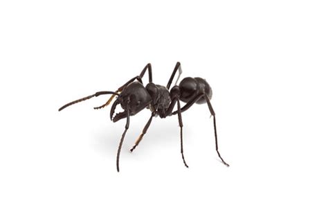 What Are The Biggest Ants in The World? [We Measured] » The Ant-Keeper