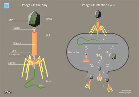 Bacteriophages: Viruses in Bacteria and the Gut Microbiome | Owlcation