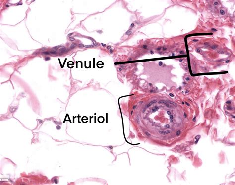 Histology of Cardiovascular system