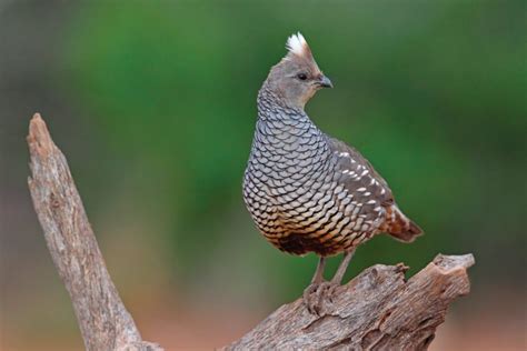 Valley, Gamble, Blue Scale Quail Chicks for Sale