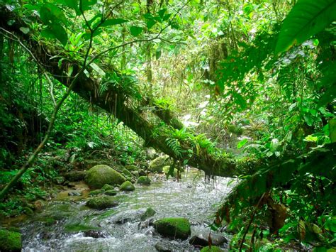 Atlantic rainforest by 8moments on DeviantArt | Jungle images ...