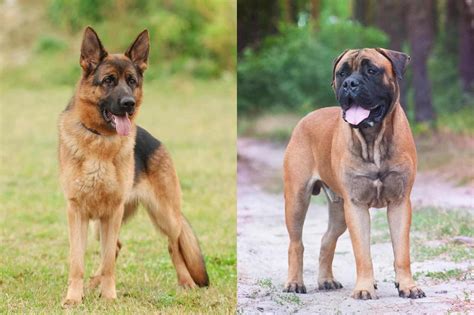 How Big Will A Mastiff Shepherd Mix Get