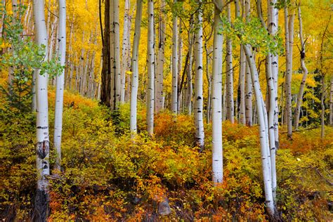 Colorado Picture Of Aspen Trees Fall Color Fine Art Print | Photos by ...