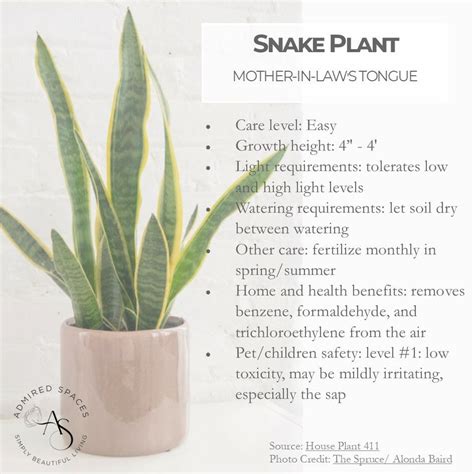 Are Snake Plants Toxic