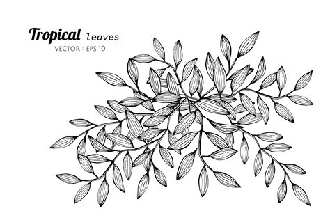 Tropical Leaves Drawing - Leaves Drawing Tropical Illustration Vector ...