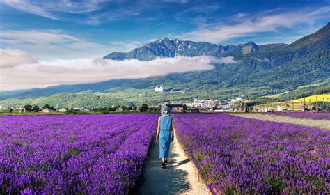 Visit Japan: A walk through Hokkaido’s Furano Lavender-no-Mori (lavender field) is de rigueur ...