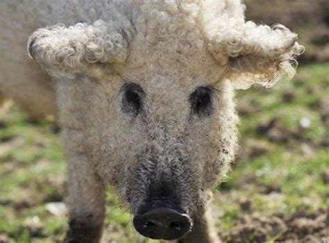 A very ugly sheep? Orrrrrr... a Mangalica pig. : r/Eyebleach