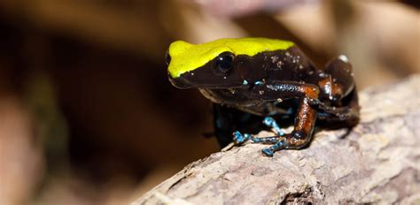 Oakland Zoo | Green Mantella Frog