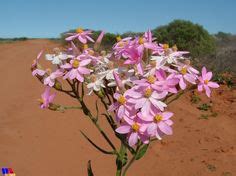 28 Western Australian Wildflowers ideas | australian wildflowers ...