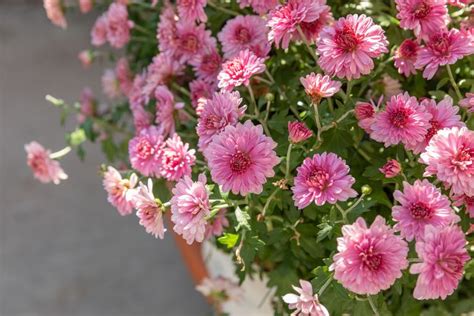 How to Grow and Care for Chrysanthemums in 2020 | Hardy mums, Hardy perennials, Perennial plants