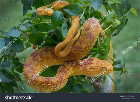 Mother Bush Viper Atheris Squamigera Baby Stock Photo (Edit Now) 1095755963