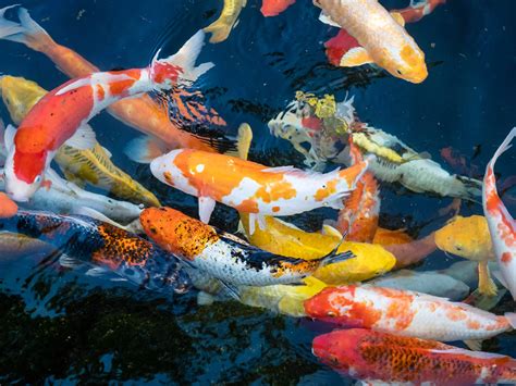 A koi fish seller says business is booming, thanks to his careful attention to detail. He ...