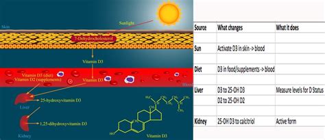 Vitamin D for Autism and ADHD - The Autism Doctor