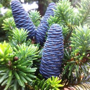 Conifer Tree Seeds - Fosters Seeds