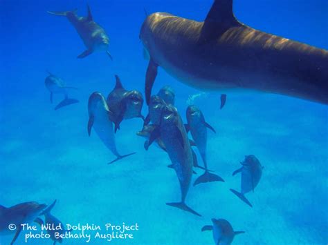 Life in a Dolphin Pod: Male Social Structure - Wild Dolphin Project