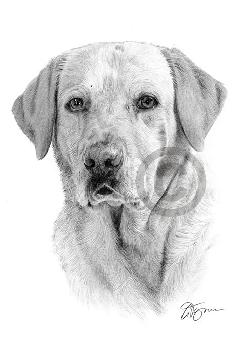 Pencil drawing of a labrador retriever by UK artist Gary Tymon