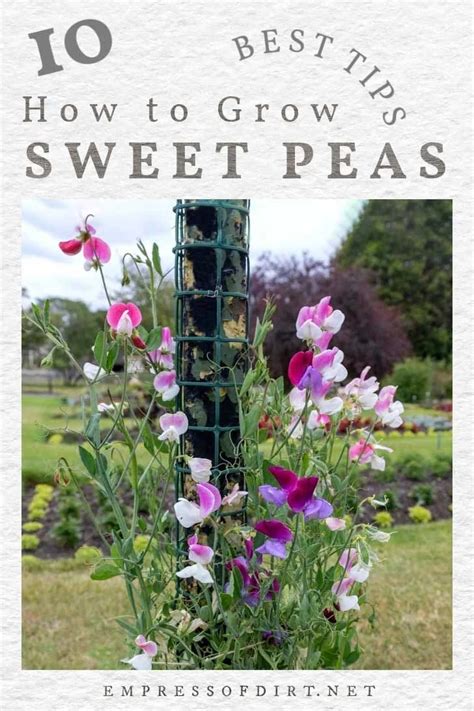 How to Grow Sweet Pea Flowers & What to Avoid — Empress of Dirt