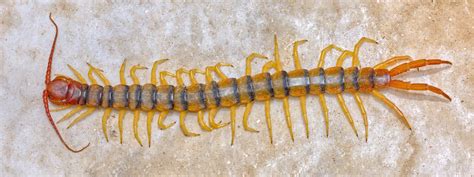 Giant Desert Centipede Pictures - AZ Animals