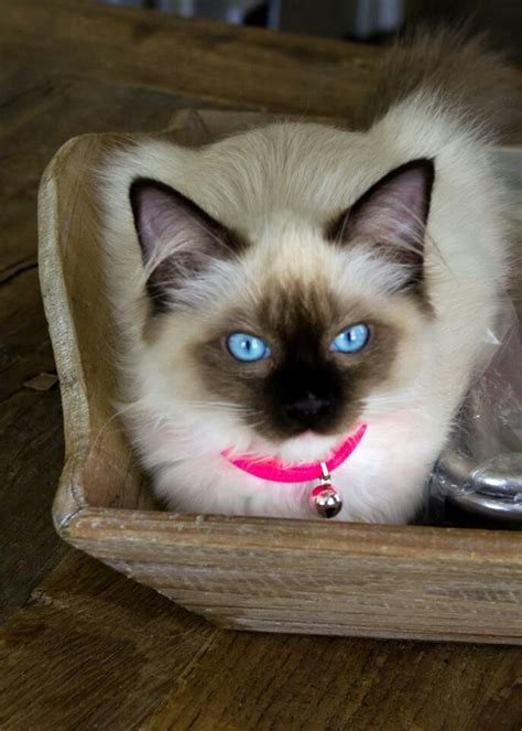 Ragdoll kitten! I love the ragdoll cats bright blue eyes!!! They're beautiful!!! Cute Cats And ...