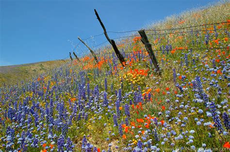 Wildflowers | Gorman, California. | Photos by Ron Niebrugge