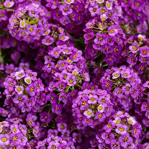 Alyssum - Purple - Sweet Alison (Lobularia maritima) Deep Purple Flowe – Bumbleseeds