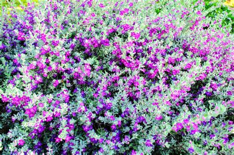 Purple Flowering Bush stock photo. Image of mediterranean - 53491246