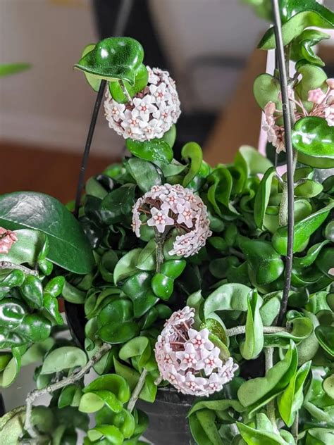 How to get a hoya to bloom & my tips for encouraging flowering!