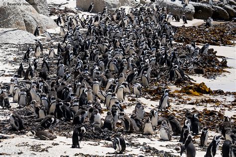 African penguin - Africa Geographic