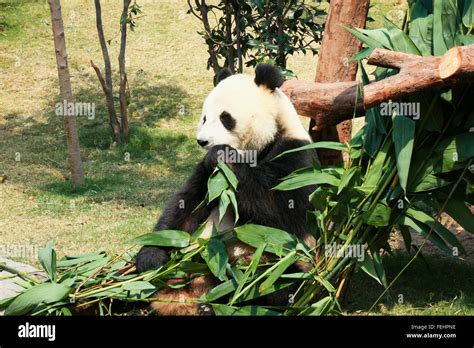 Panda eating bamboo Stock Photo - Alamy