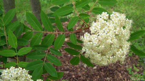 Chinese Mountain-Ash - North American Insects & Spiders