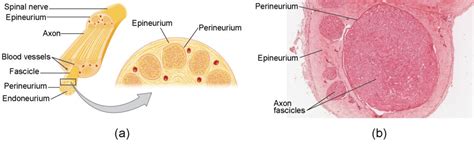 Peripheral Nerve Structure