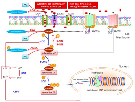 Cancers | Free Full-Text | Response and Toxicity to Cytarabine Therapy ...