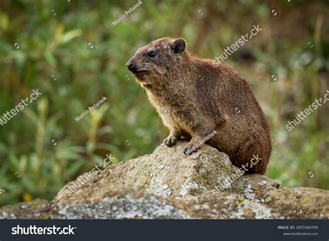 1,630 Small rock rabbit Images, Stock Photos & Vectors | Shutterstock