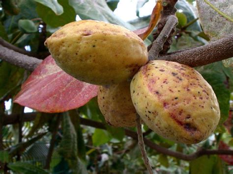 Polynesian Produce Stand : ~SEA ALMOND~ Tree CAY BANG Tropical Terminalia Catappa Live 5 SEEDS ...